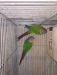 Green Cheek Conure Pair for Sale, Local Breed, Uttara Dhaka